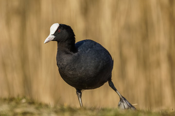 Eurasian Coot (Fulica atra)