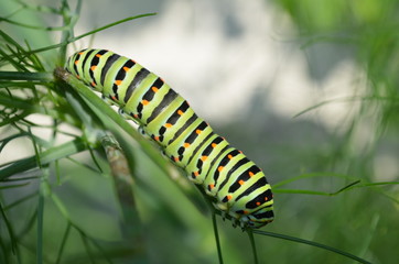 Chenille machaon