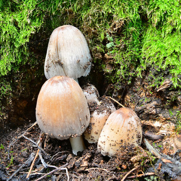 coprinus alopecia mushroom