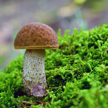 Hemileccinum depilatum mushroom