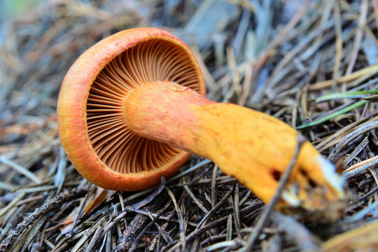 croogomphus helveticus mushroom