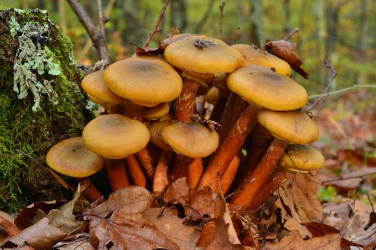 armillaria mushroom cluster