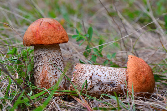 leccinum aurantiacum mushroom