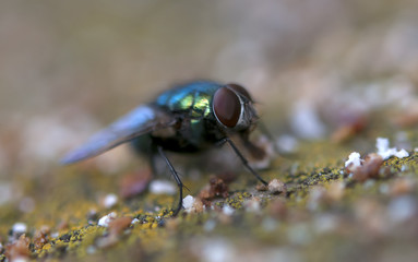 insect fly