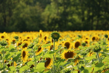 Obraz premium Sonnenblumenfeld in Eichstätt