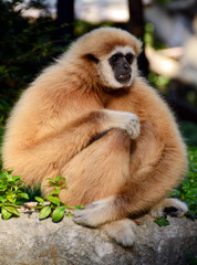 White-handed gibbon (Hylobates lar) Chiang Mai zoo