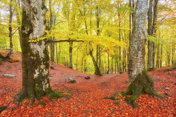 Collection of Beautiful Colorful Autumn Leaves