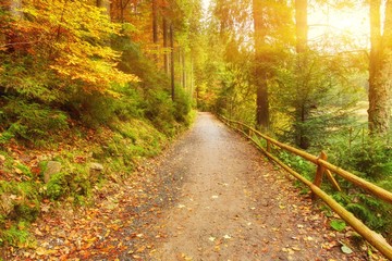 Fototapeta na wymiar Pathway through the autumn forest
