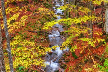 Autumn creek woods with yellow trees foliage and rocks in forest