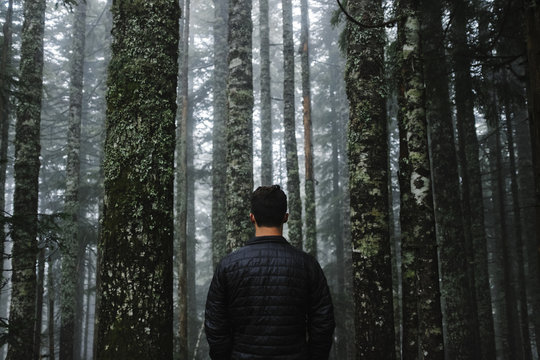 Walking in the Woods