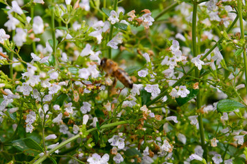 Bergminze (calamintha nepeta) mit Biene