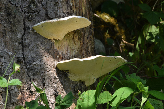 Fomes fomentarius Tinder Hongo Hubiak pospolity Zunderschwamm Amadouvier yesca fungus video Fungi del hombre de hielo Fungo 木蹄層孔菌 esca Taulak&auml;&auml;p&auml; parassita Трутовик настоящий 