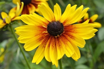 Flower Rudbeckia - Detail of blooming blossom