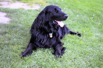 flat coated retriever