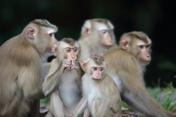Crab-eating macaque (Macaca fascicularis) in Khao Yai National Park, Thailand