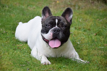 Fototapeta premium bouledogue français