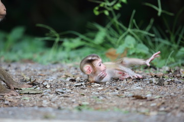 Crab-eating macaque (Macaca fascicularis) in Khao Yai National Park, Thailand
