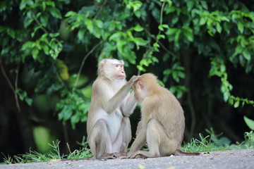 Crab-eating macaque (Macaca fascicularis) in Khao Yai National Park, Thailand