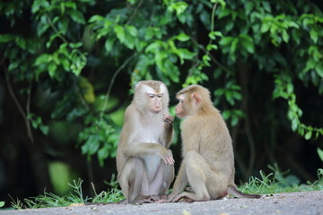 Crab-eating macaque (Macaca fascicularis) in Khao Yai National Park, Thailand