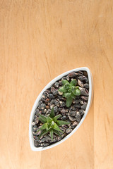 small succulents in a ceramic pot