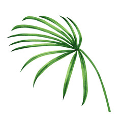 Fototapeta na wymiar Watercolor painting coconut, palm leaf,green leaves isolated on white background.Watercolor hand painted illustration tropical exotic leaf for wallpaper vintage Hawaii style pattern.With clipping path