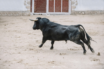  Bull in a bullring.