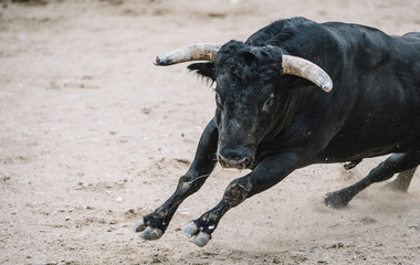  Bull in a bullring.