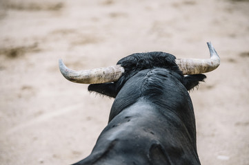  Bull in a bullring.
