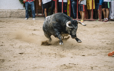  Bull in a bullring.