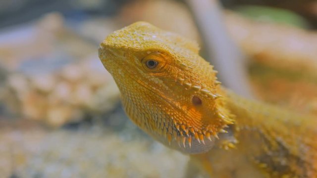 Close up shot of a yellow barded dragon lizard at zoo