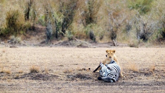 Fototapeta Lioness Overtaking Zebra in Kenya Africa