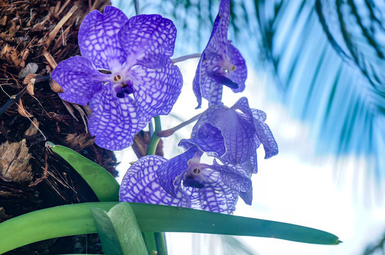 purple calanthe orchids