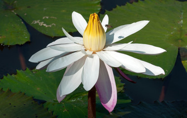 Water lily with Asian honey bee. Thailand