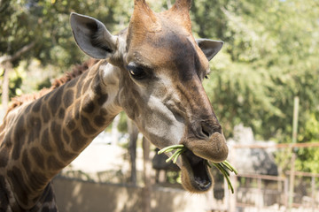 Giraffe eating