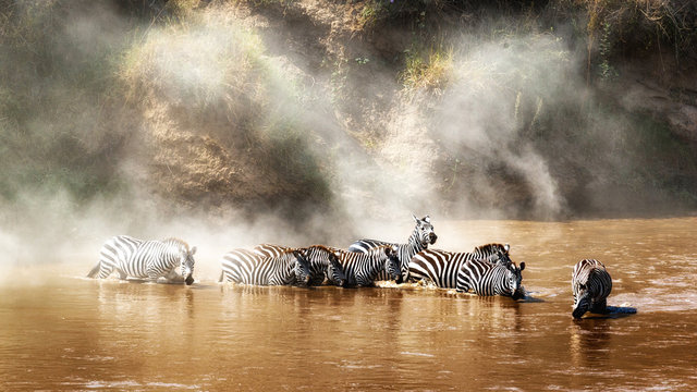 Fototapeta Zebra drinking in the Mara River During Migration