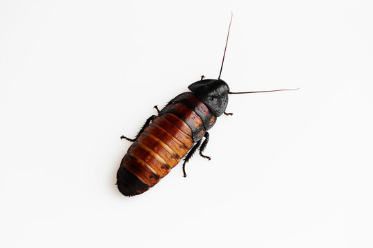 Madagascar hissing cockroach Gromphadorhina portentosa on a white background. Isolated