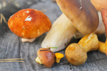 Mix of different mushrooms picked in the forest in autumn: Latvian nature