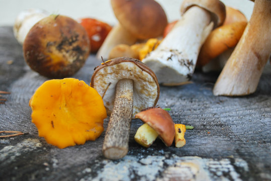Mix of different mushrooms picked in the forest in autumn: Latvian nature