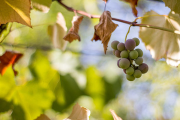 semi ripe grapes 