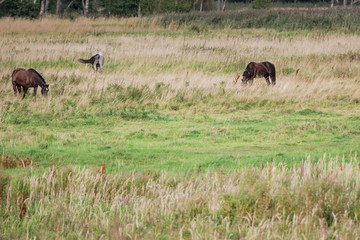 Horses eating grass in the field
