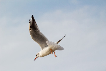 A flying seagull on the sky