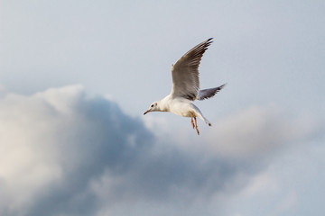 A flying seagull on the sky