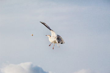 A flying seagull on the sky