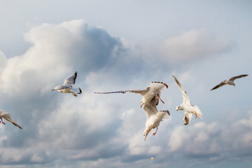 A flying seagull on the sky