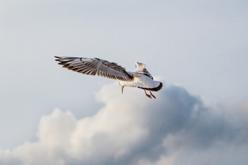 A flying seagull on the sky