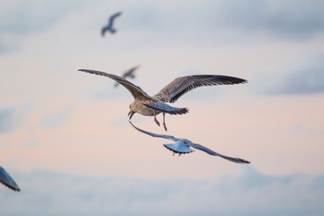 A flying seagull on the sky