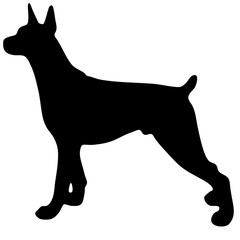Silhouette of a dog.Vector illustration of doberman pinscher.