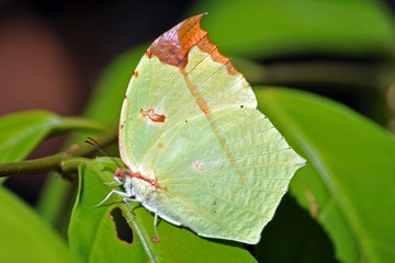 The Common Tailed Sulfur (Dercas verhuelli parva) Thailand