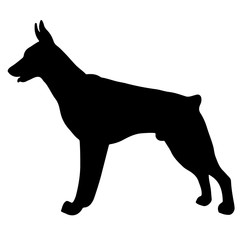 Silhouette of a dog.Vector illustration of doberman pinscher.