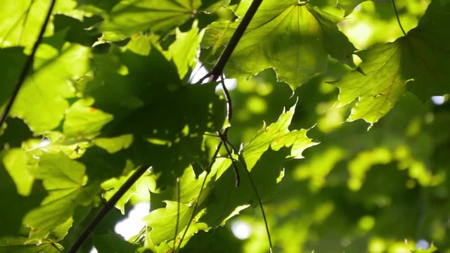 Maple Green Leaves On A Tree And Bright Sun